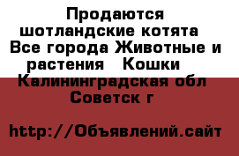 Продаются шотландские котята - Все города Животные и растения » Кошки   . Калининградская обл.,Советск г.